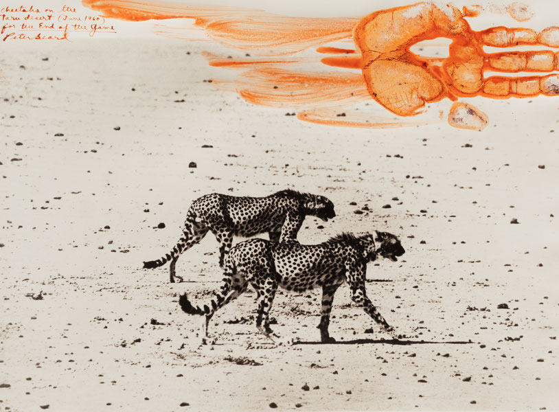 beardcheetahs39465-web-crop-